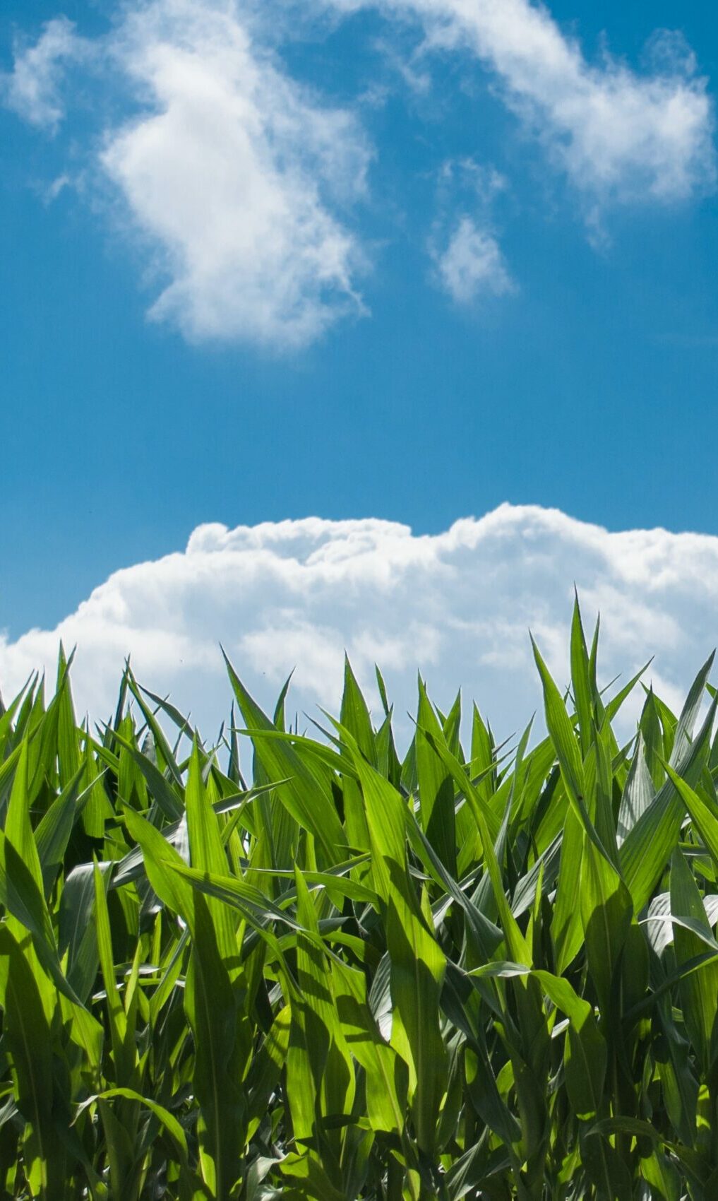 young corn growing in field