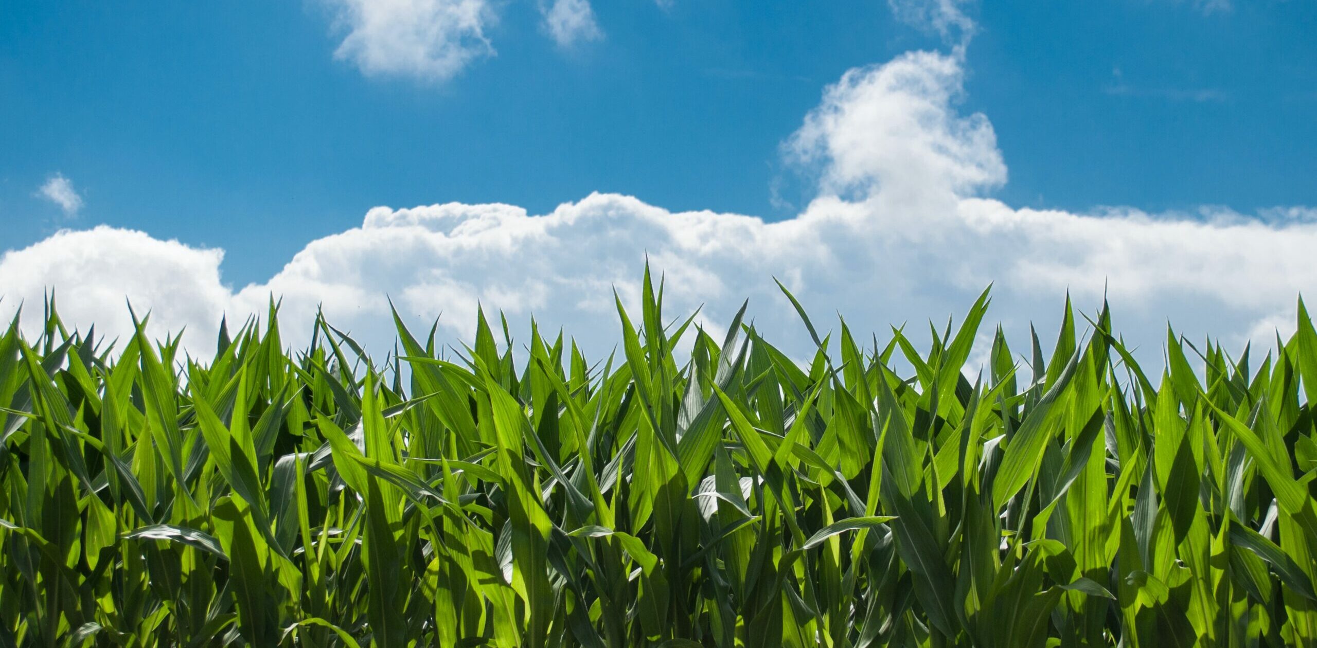 young corn growing in field