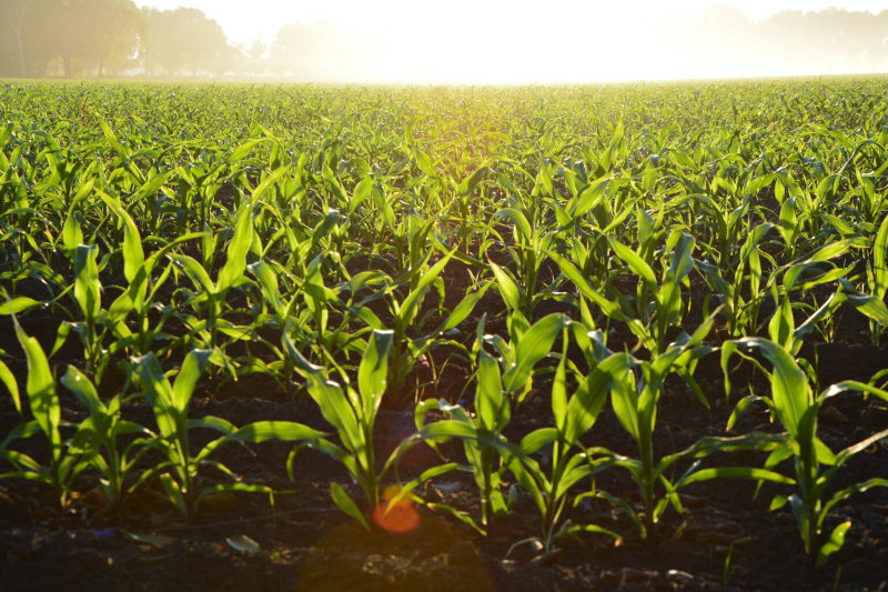 young corn growing in field